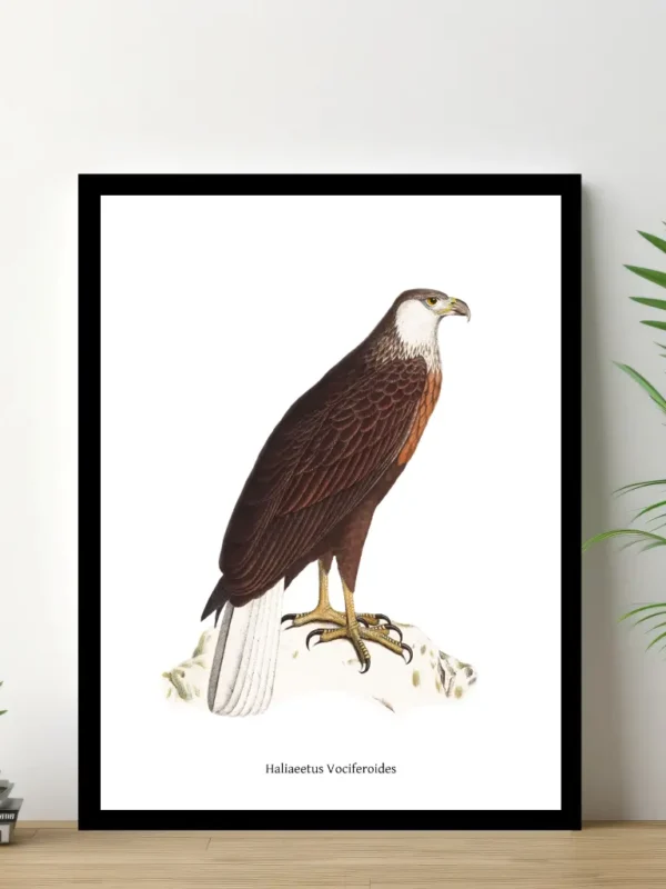 Vintage Fågel Poster – Haliaeetus Vociferoides – Online Posters