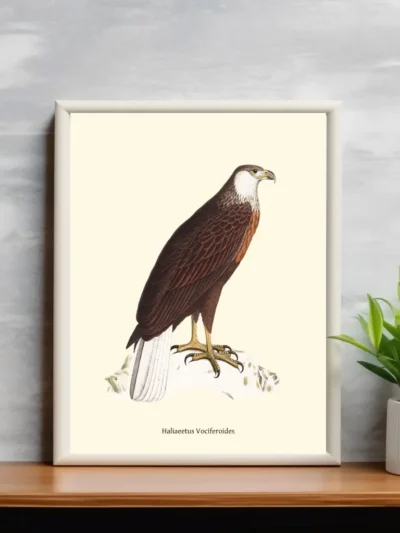 Vintage Fågel Poster - Haliaeetus-Vociferoides - Online Posters