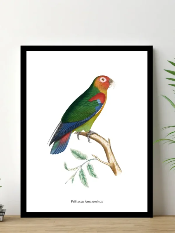 Vintage Fågel Poster – Psittacus Amazoninus – Online Posters