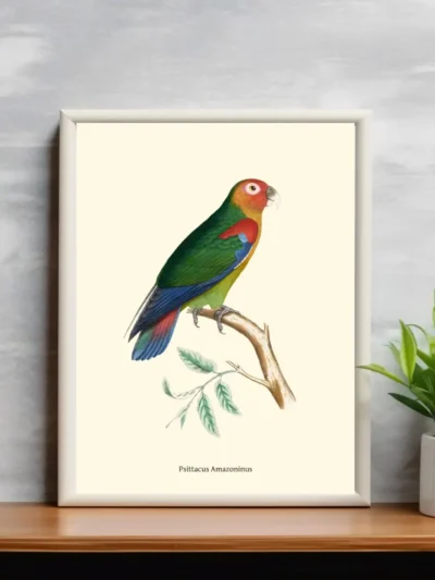 Vintage Fågel Poster - Psittacus Amazoninus - Online Posters