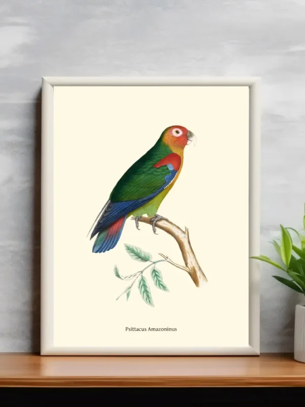 Vintage Fågel Poster – Psittacus Amazoninus – Online Posters