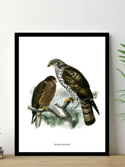 Vintage Fågel Poster - Honey Buzzard - Online Posters