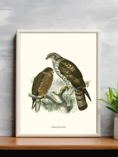 Vintage Fågel Poster - Honey Buzzard - Online Posters