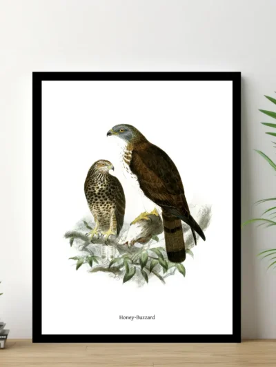 Vintage Fågel Poster - Honey Buzzard - Online Posters