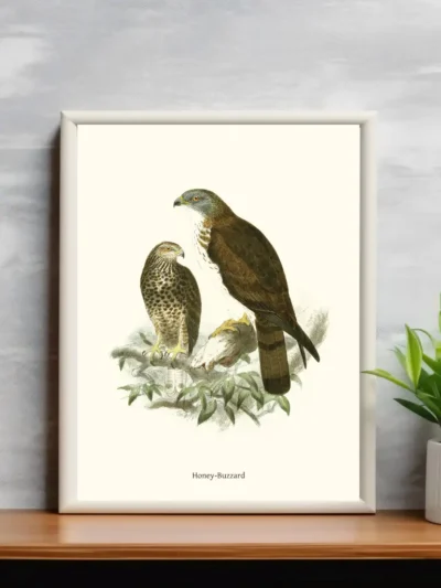 Vintage Fågel Poster - Honey Buzzard - Online Posters