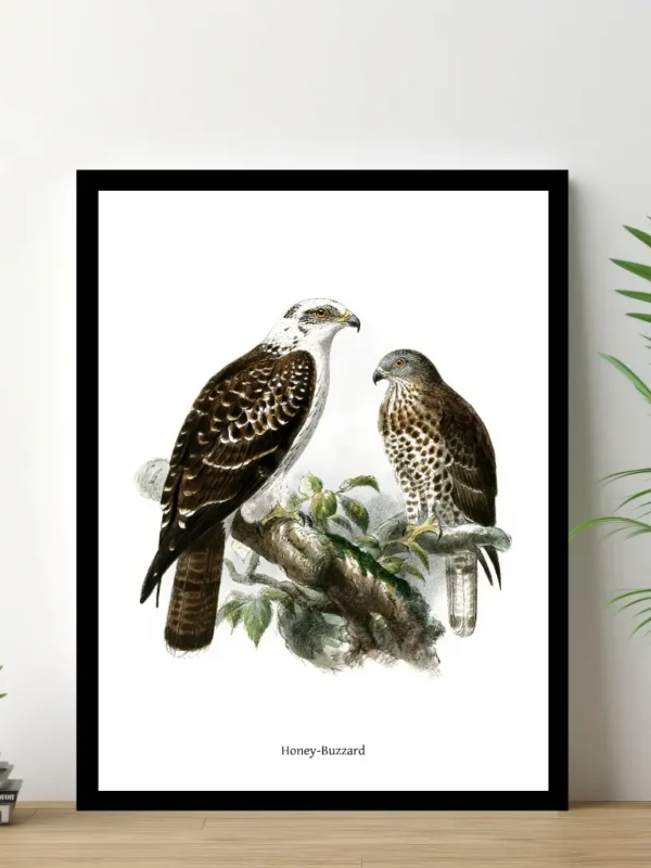 Vintage Fågel Poster – Honey Buzzard 3 – Online Posters