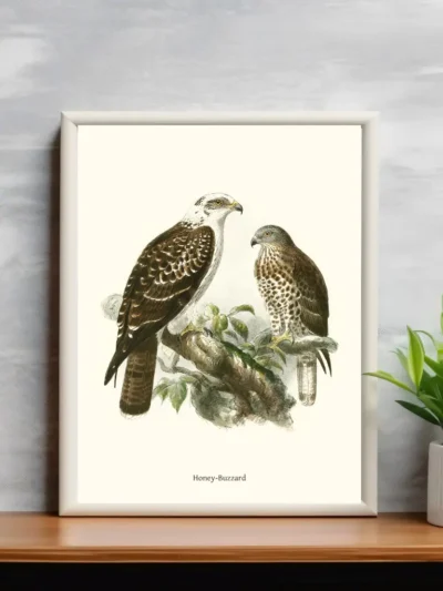 Vintage Fågel Poster - Honey Buzzard - Online Posters