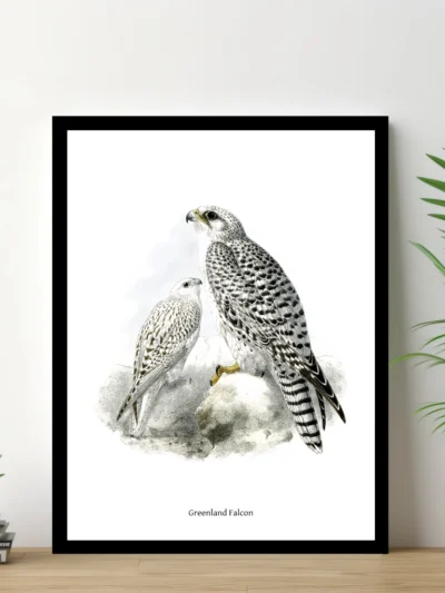 Vintage Fågel Poster - Greenland Falcon - Online Posters