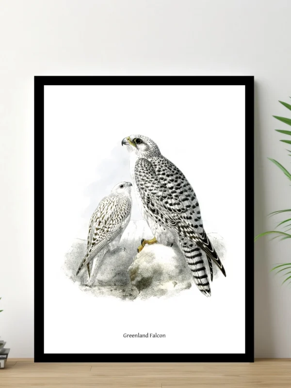 Vintage Fågel Poster – Greenland Falcon – Online Posters