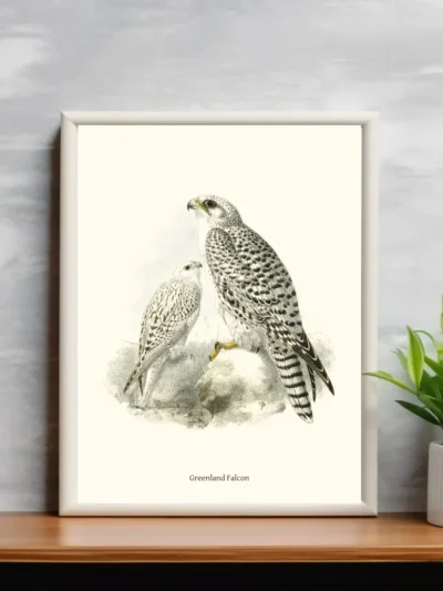 Vintage Fågel Poster - Greenland Falcon - Online Posters