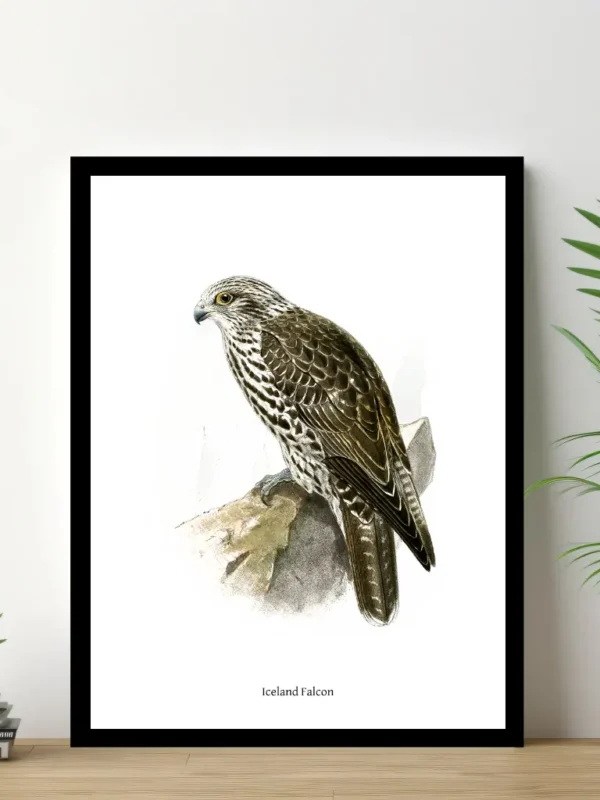 Vintage Fågel Poster – Iceland-Falcon – Online Posters