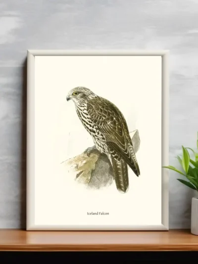 Vintage Fågel Poster - Iceland-Falcon - Online Posters