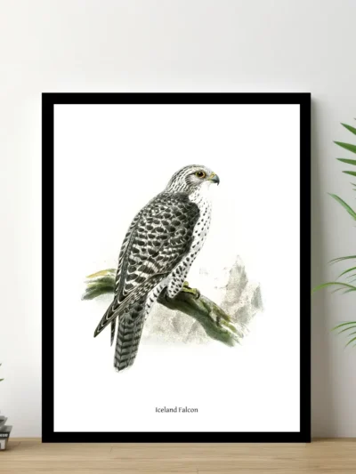 Vintage Fågel Poster - Iceland-Falcon - Online Posters