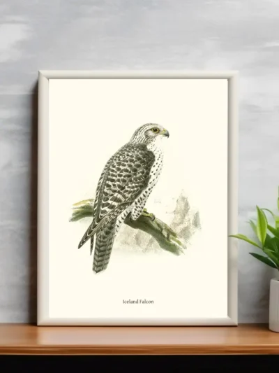 Vintage Fågel Poster - Iceland-Falcon - Online Posters