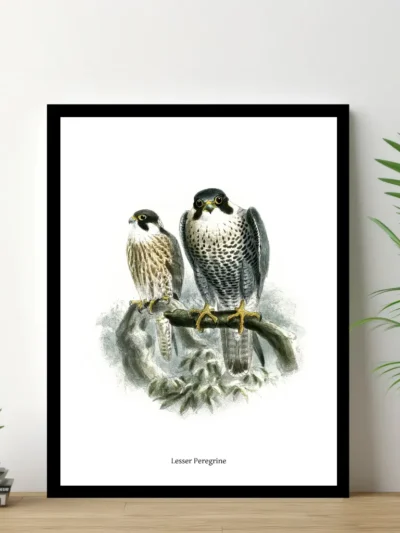 Lesser Peregrine