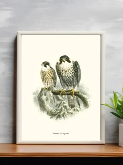 Lesser Peregrine