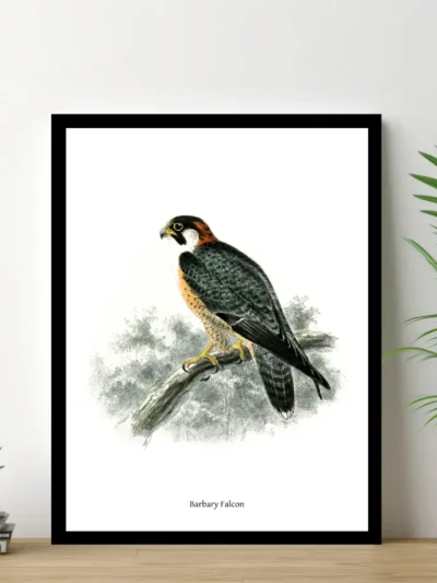 Vintage Fågel Poster - Barbary Falcon - Online Posters