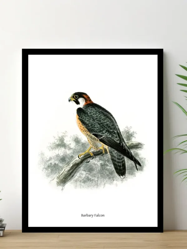 Vintage Fågel Poster – Barbary Falcon – Online Posters