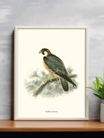 Vintage Fågel Poster - Barbary Falcon - Online Posters