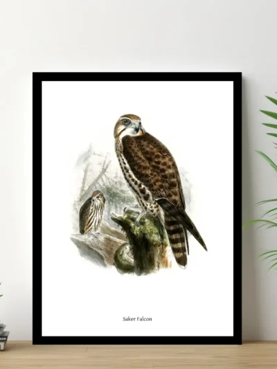 Vintage Fågel Poster - Saker Falcon - Online Posters