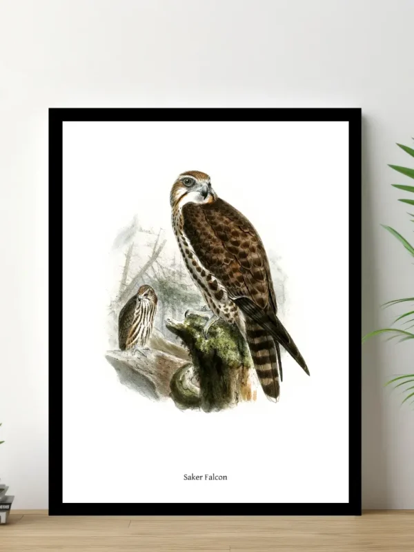 Vintage Fågel Poster – Saker Falcon – Online Posters