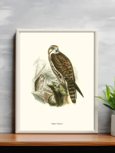 Vintage Fågel Poster - Saker Falcon - Online Posters