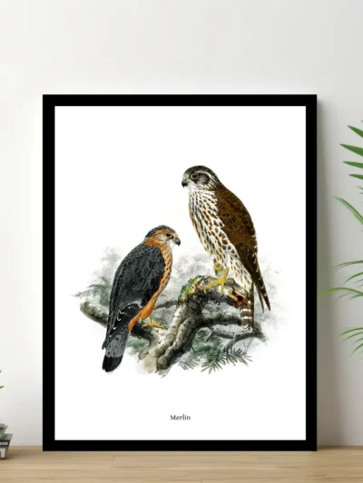 Vintage Fågel Poster - Falco Merlin - Online Posters