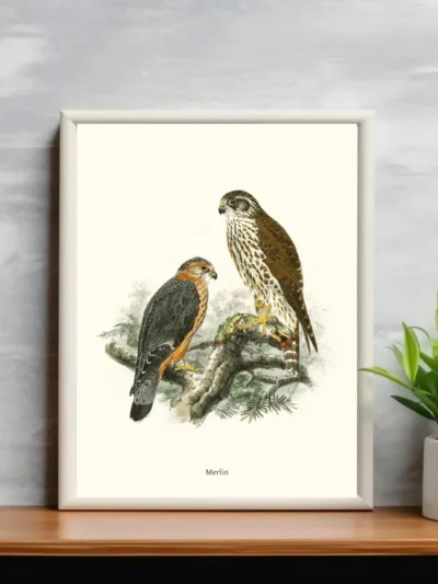 Vintage Fågel Poster - Falco Merlin - Online Posters