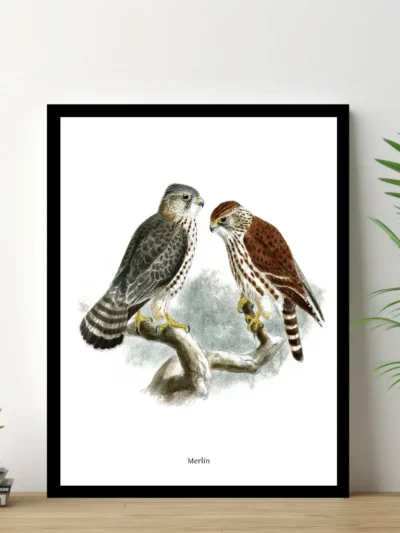 Vintage Fågel Poster - Falco Merlin - Online Posters