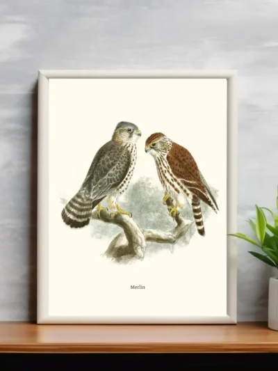 Vintage Fågel Poster - Falco Merlin - Online Posters