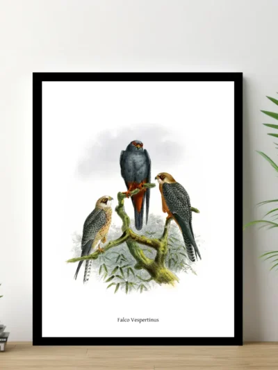 Vintage Fågel Poster - Falco Vespertinus - Online Posters