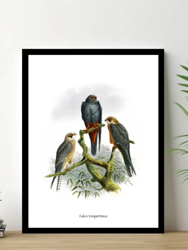 Vintage Fågel Poster – Falco Vespertinus – Online Posters