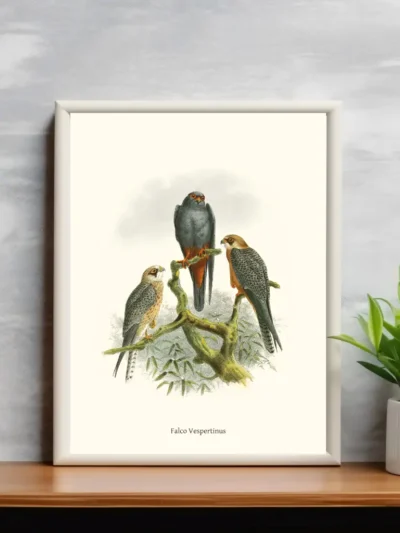 Vintage Fågel Poster - Falco Vespertinus - Online Posters