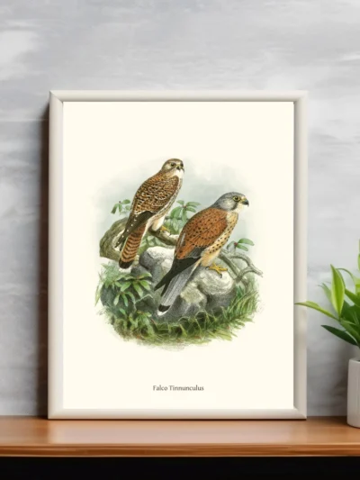 Vintage Fågel Poster - Falco Tinnunculus - Online Posters