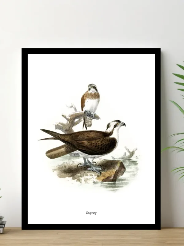 Vintage Fågel Poster – Osprey – Online Posters