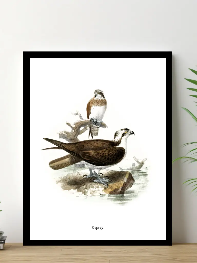 Vintage Fågel Poster - Osprey - Online Posters