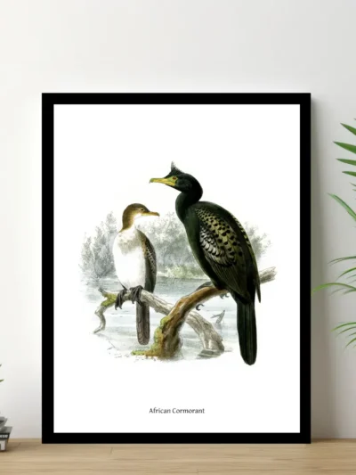 Vintage Fågel Poster - African Cormorant - Online Posters