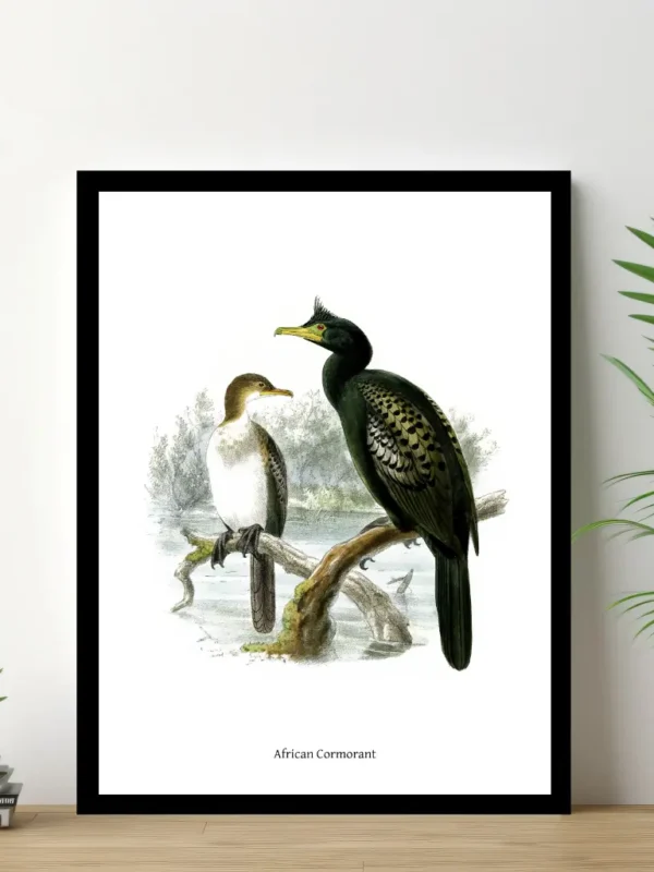 Vintage Fågel Poster – African Cormorant – Online Posters