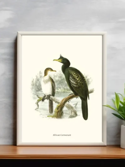 Vintage Fågel Poster - African Cormorant - Online Posters