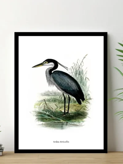 Vintage Fågel Poster - Ardea Atricollis - Online Posters