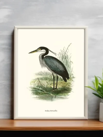 Vintage Fågel Poster - Ardea Atricollis - Online Posters