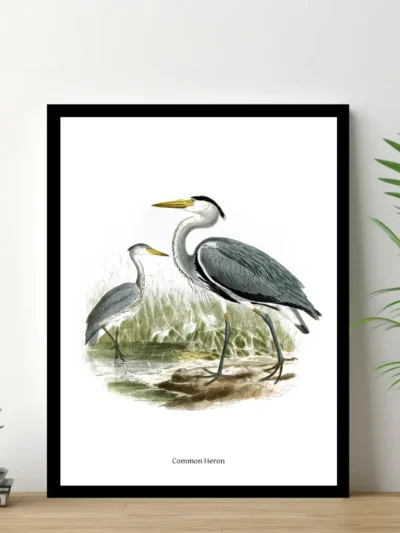 Vintage Fågel Poster - Common Heron - Online Posters