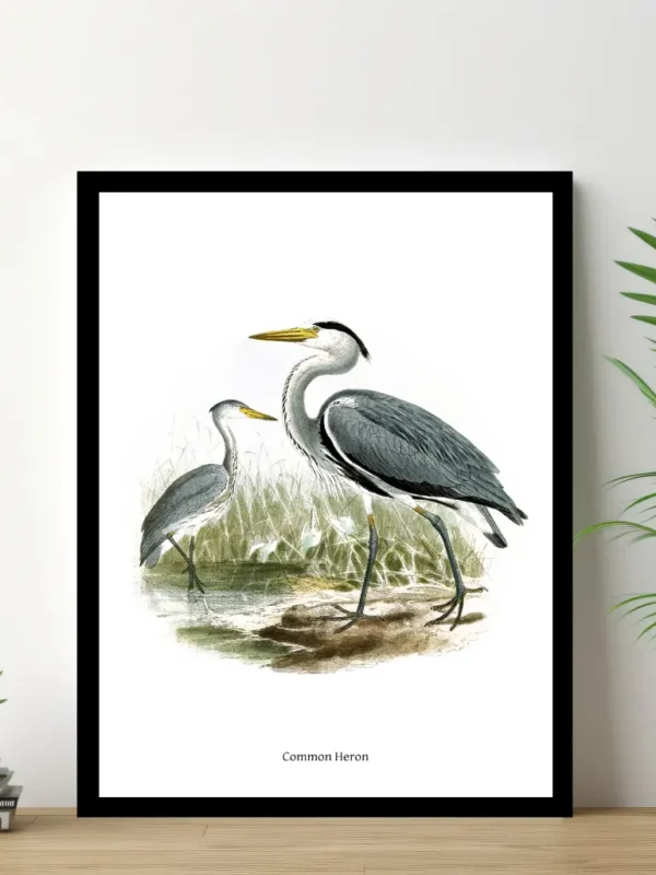 Vintage Fågel Poster – Common Heron – Online Posters