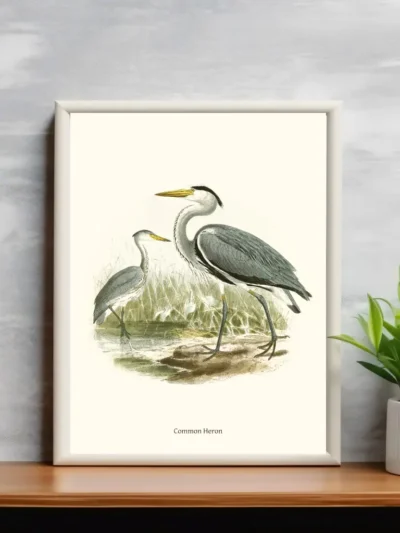 Vintage Fågel Poster - Common Heron - Online Posters