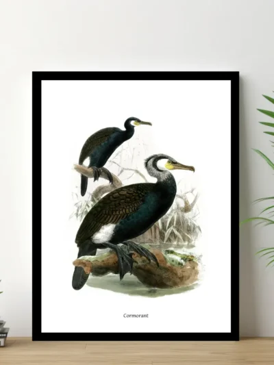 Vintage Fågel Poster - Cormorant - Online Posters