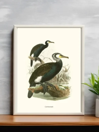 Vintage Fågel Poster - Cormorant - Online Posters