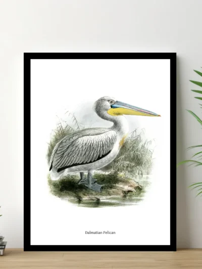 Vintage Fågel Poster - Dalmatian Pelican - Online Posters