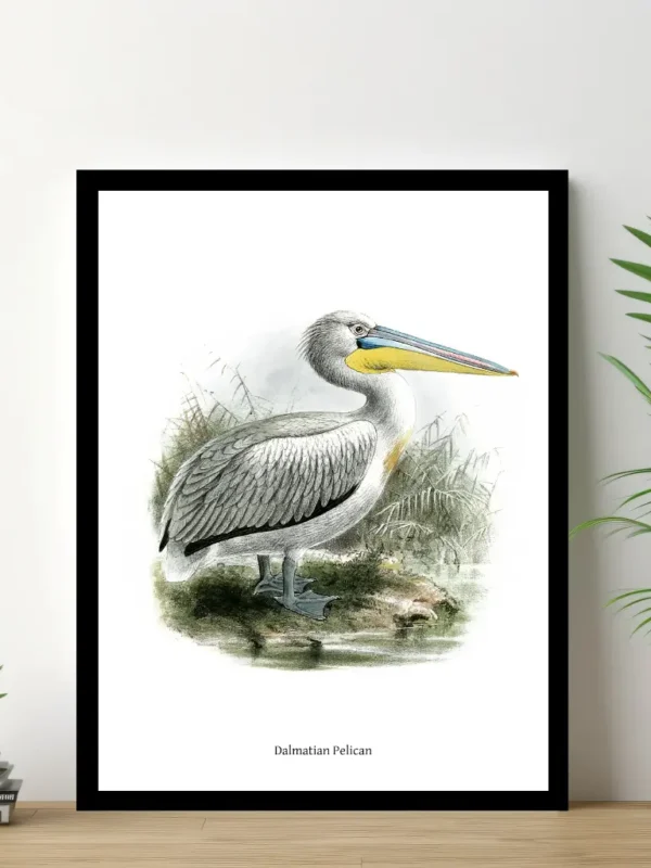 Vintage Fågel Poster – Dalmatian Pelican – Online Posters