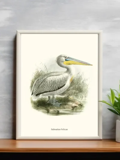 Vintage Fågel Poster - Dalmatian Pelican - Online Posters