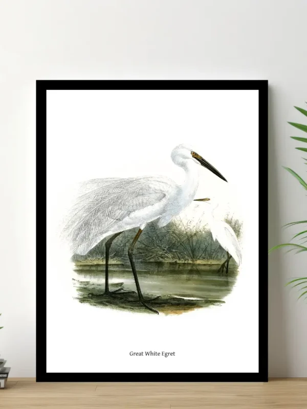 Vintage Fågel Poster – Great White Egret – Online Posters